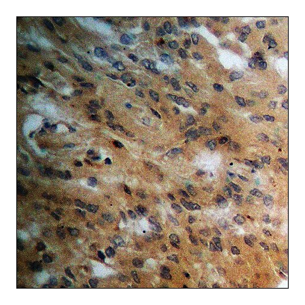 Merck Anti-phospho-PPAR-gamma (pSer112) antibody produced in rabbit