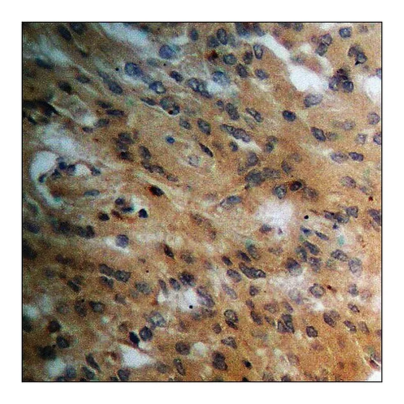 Merck Anti-phospho-PPAR-gamma (pSer112) antibody produced in rabbit