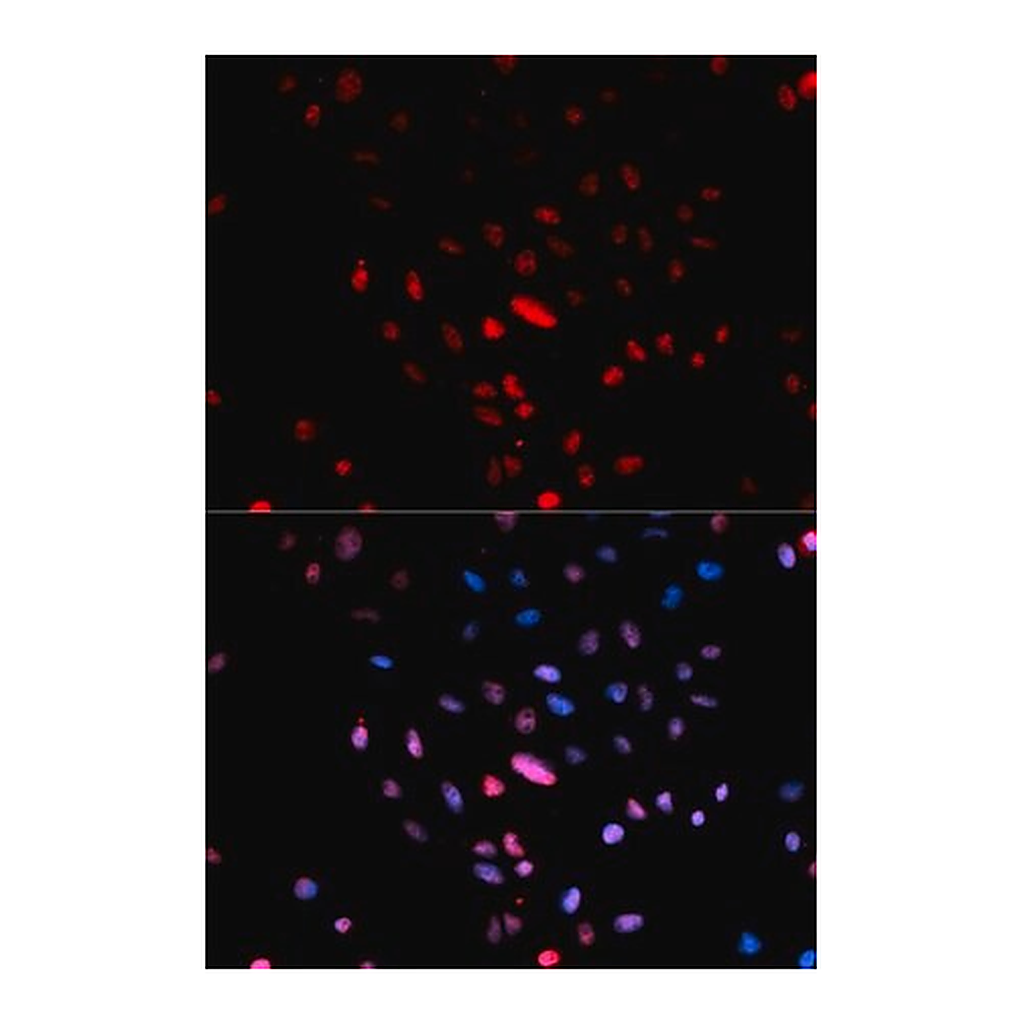 Merck Anti-Phospho-c-Jun-S73 antibody produced in rabbit