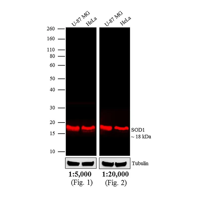 Thermo Fisher Scientific Rabbit anti-Mouse IgG (H+L) Cross-Adsorbed Secondary Antibody, DyLight 680
