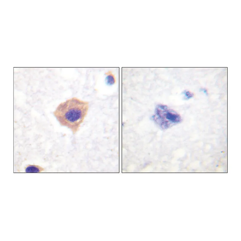 Merck Anti-Catalase antibody produced in rabbit