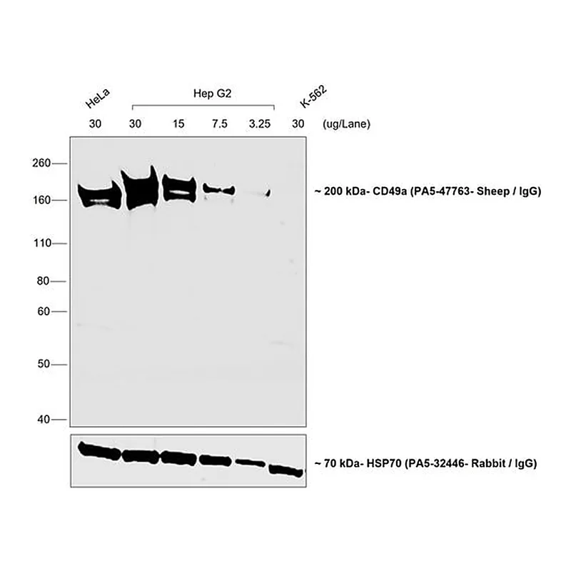 Thermo Fisher Scientific Donkey anti-Sheep IgG (H+L) Secondary Antibody, HRP