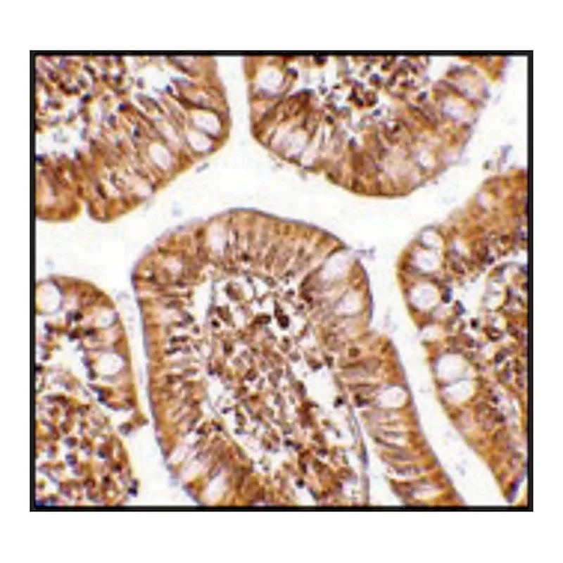Merck Anti-ZBP1 antibody produced in rabbit
