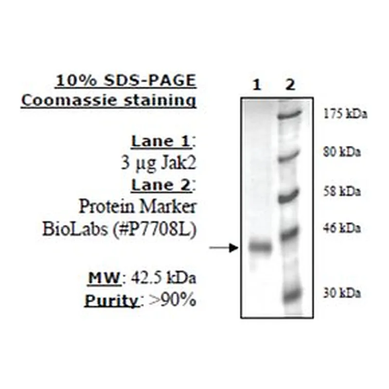 Merck JAK2 JH1 ACTIVE HUMAN