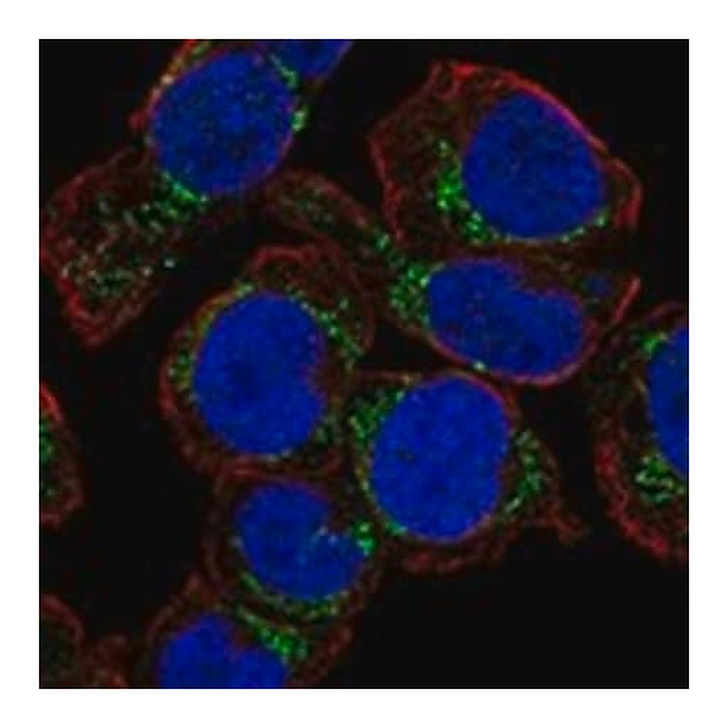 Merck Anti-NHLRC4 antibody produced in rabbit