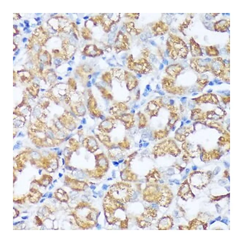 Merck ANTI-BECLIN 1 ANTIBODY PRODUCED IN RABB&