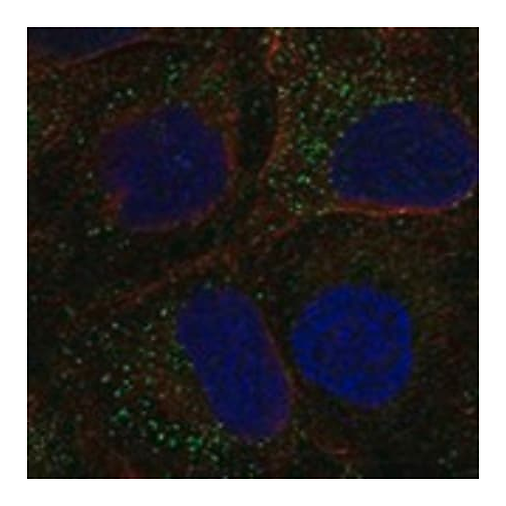 Merck Anti-TDGF1 antibody produced in rabbit
