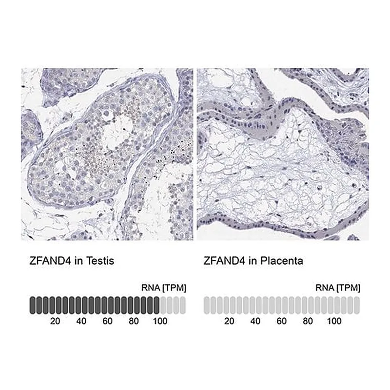 Merck Anti-ZFAND4 antibody produced in rabbit