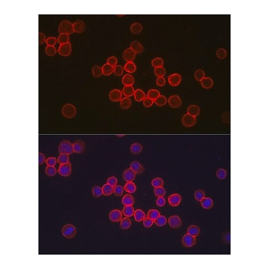 Merck Anti- CD34 antibody produced in rabbit