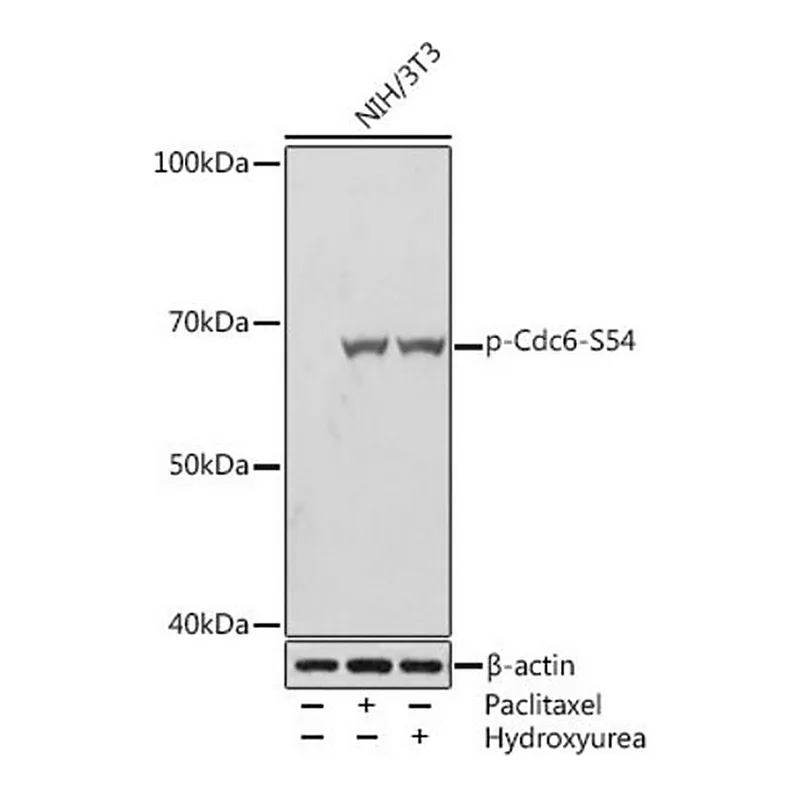Merck Anti-Phospho-Cdc6-S54 antibody produced in rabbit