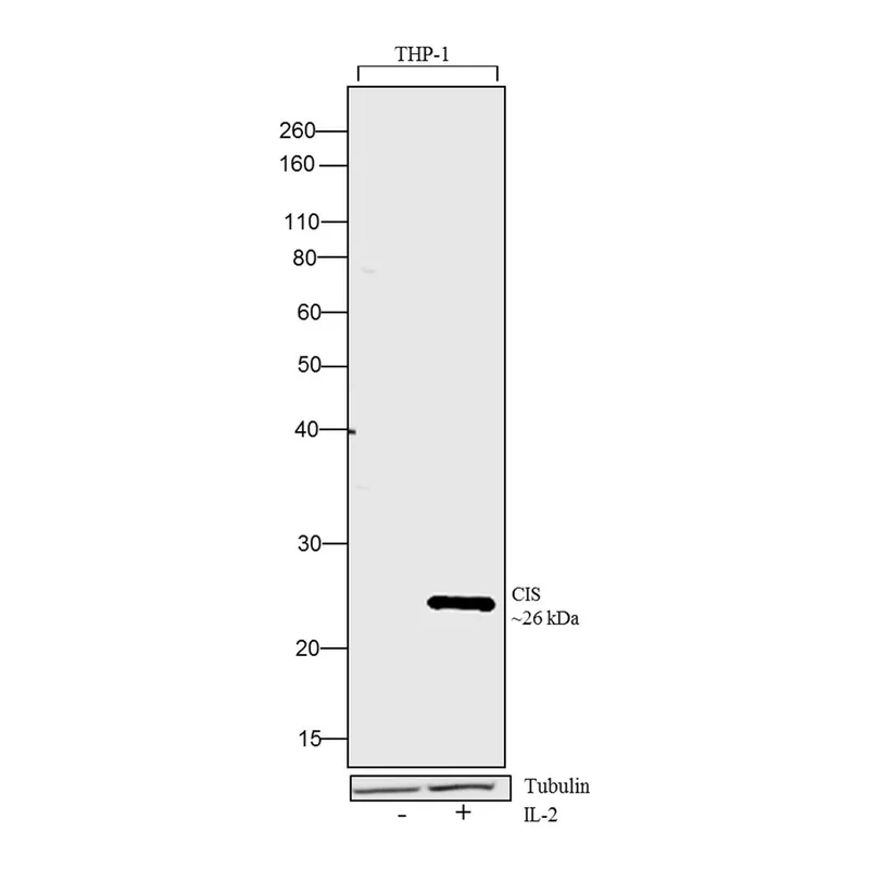 Thermo Fisher Scientific Human IL-2 Recombinant Protein
