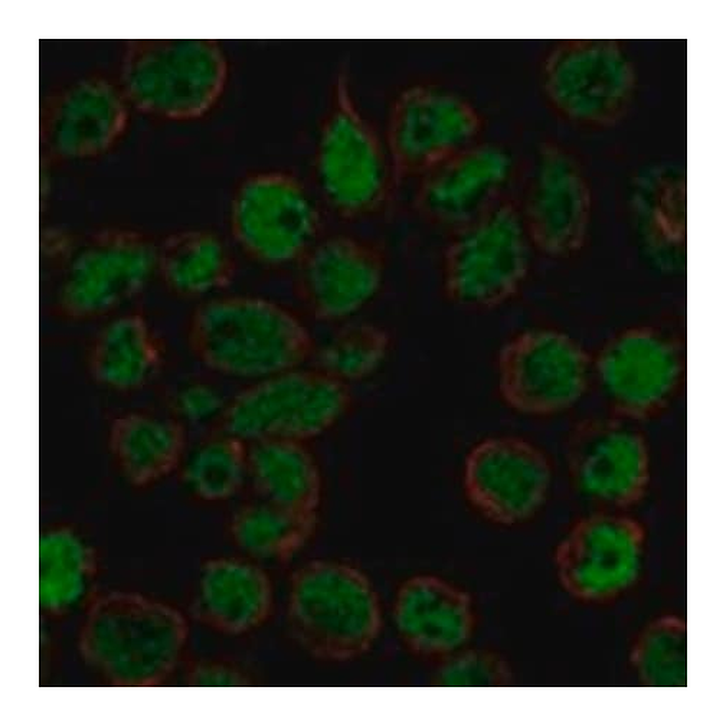 Merck Anti-TFDP2 antibody produced in rabbit