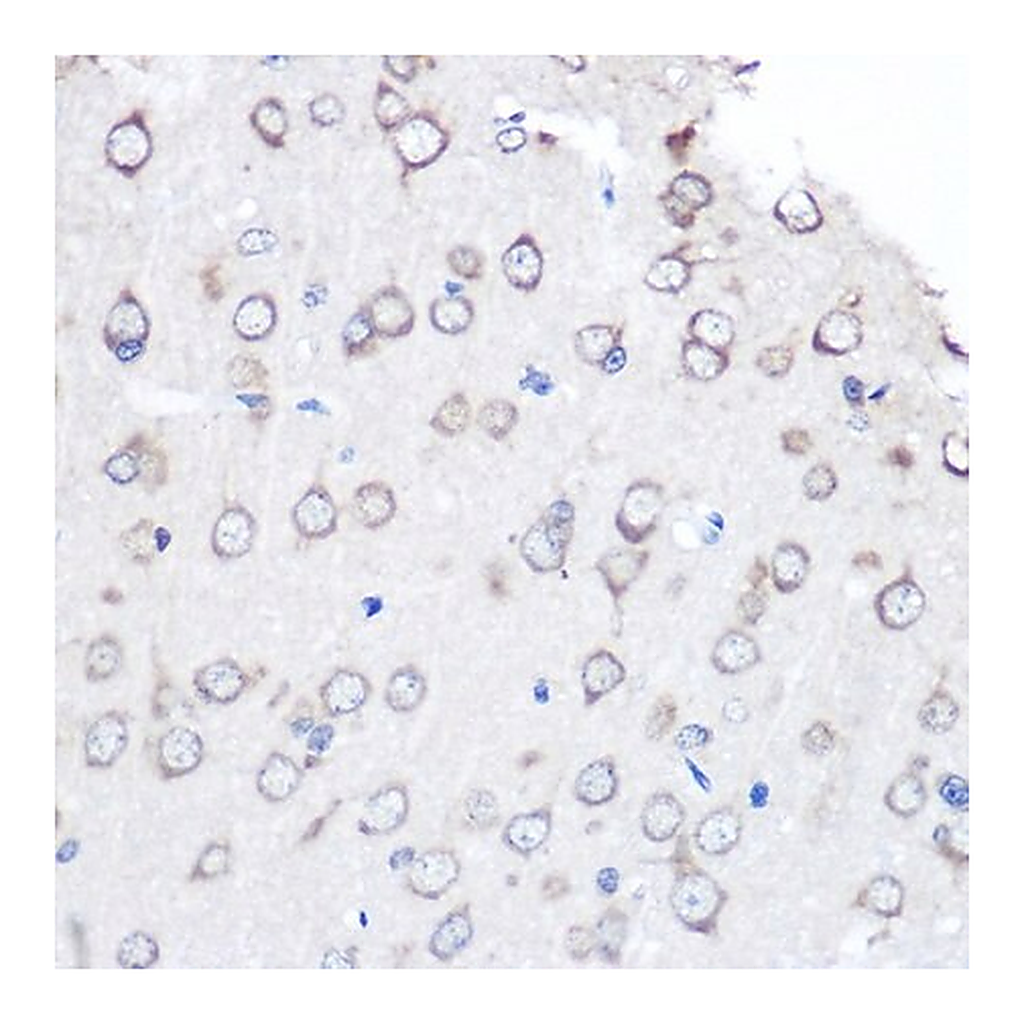 Merck Anti- FGF2 antibody produced in rabbit