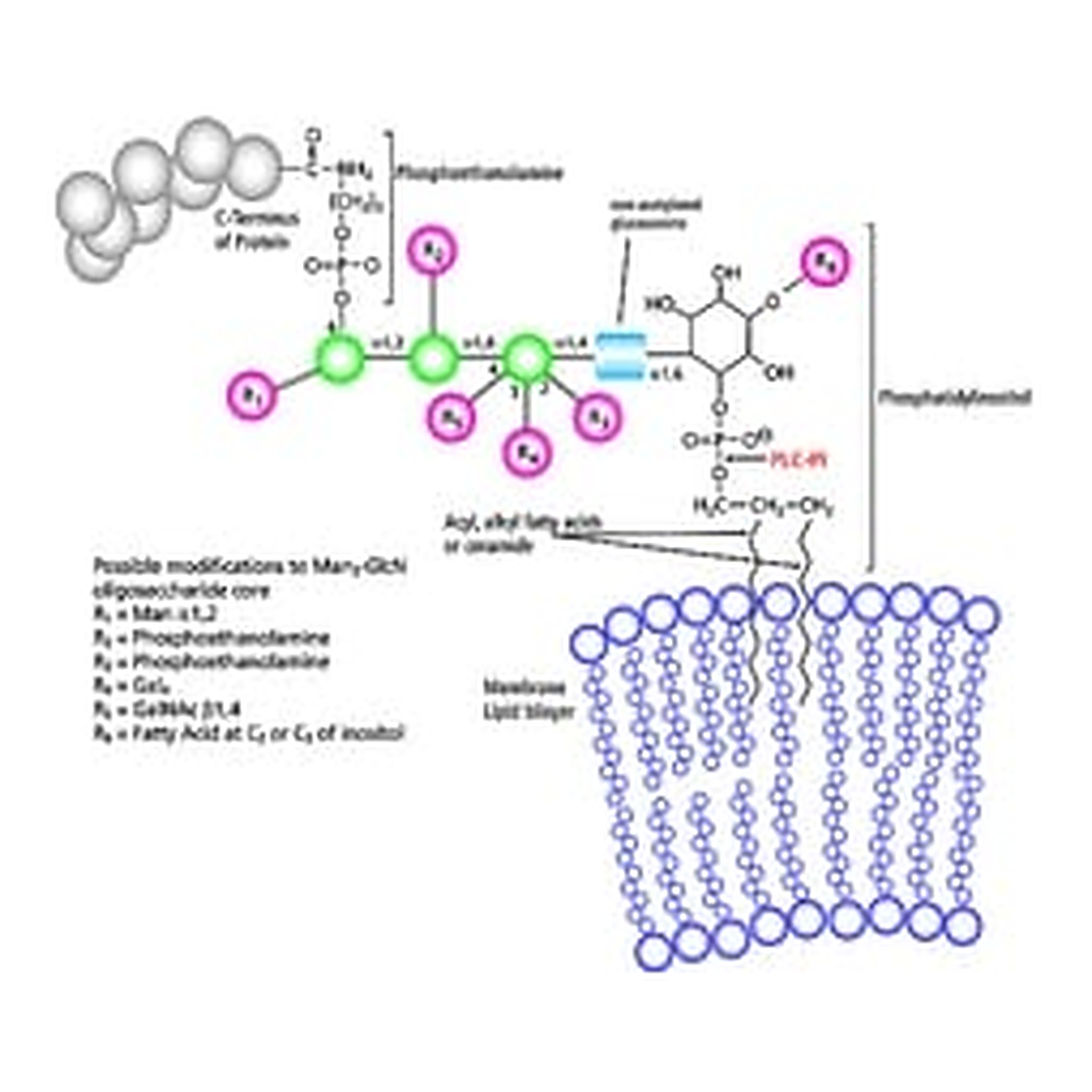 Merck PHOSPHOLIPASE C, PHOSPHATIDYLINOSITOL- S