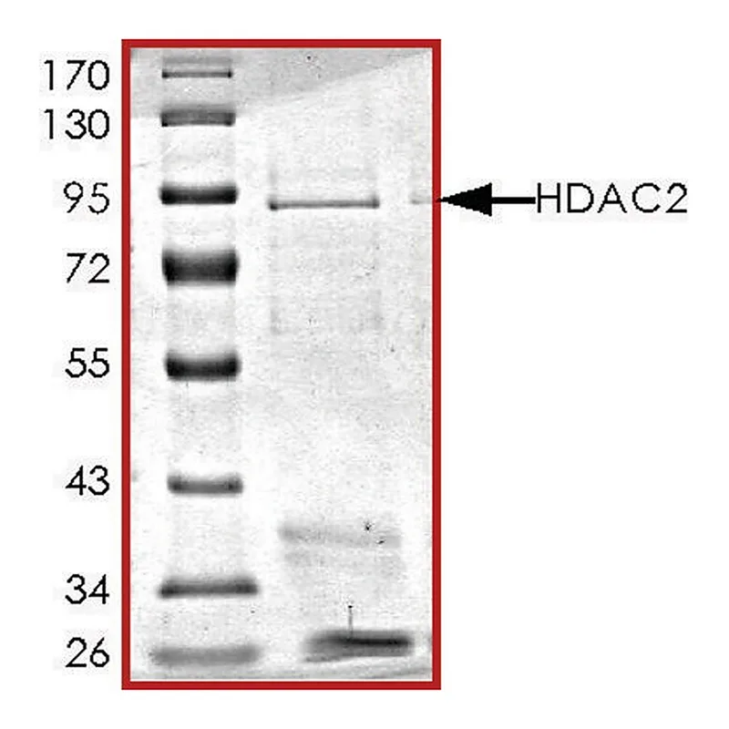 Merck HDAC2, active, GST tagged human