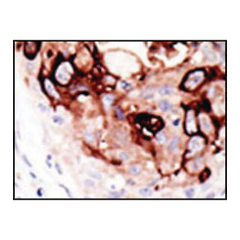 Merck Anti-SENP2 (C-term) antibody produced in rabbit