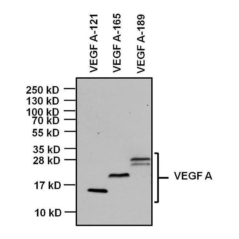 Thermo Fisher Scientific Goat anti-Mouse IgG Fc Secondary Antibody, HRP