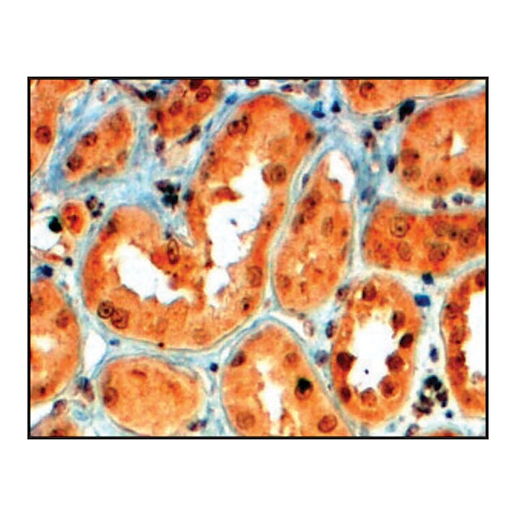 Merck Anti-SEMA5A antibody produced in goat