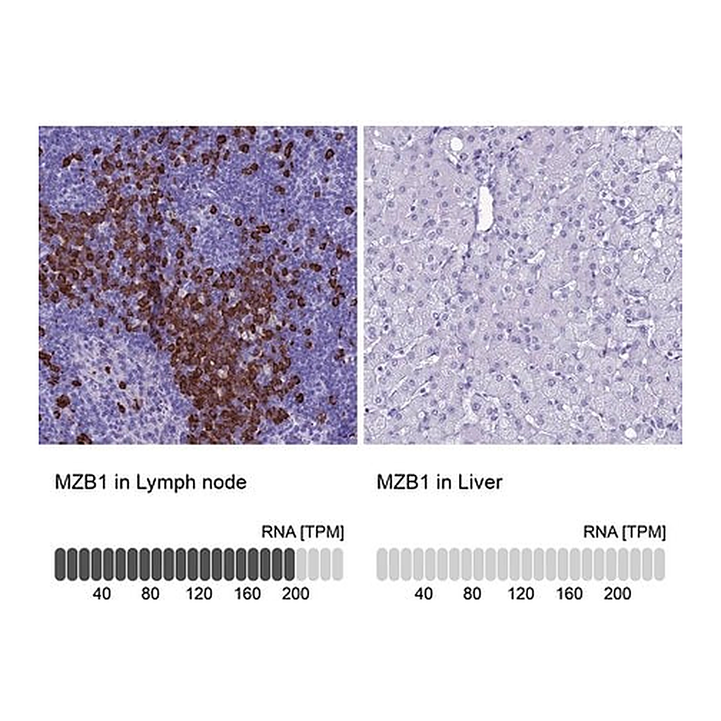 Merck Anti-MZB1 antibody produced in rabbit