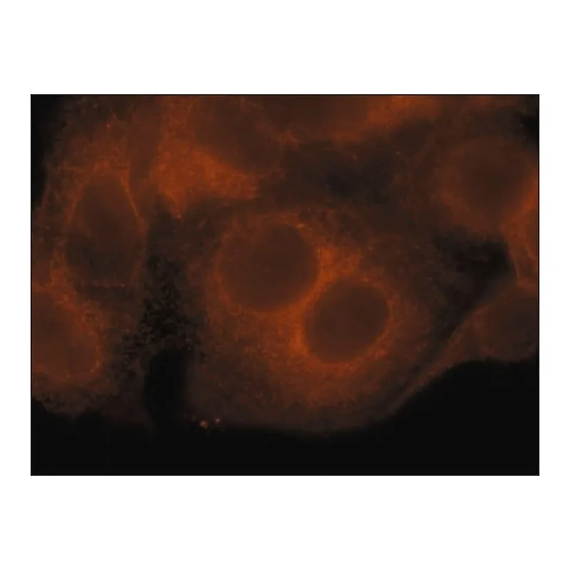 Merck Anti-SEL1L (N-terminal) antibody produced in rabbit