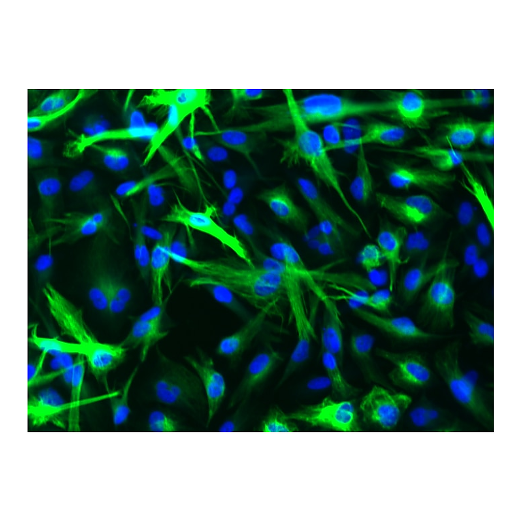BD Alexa Fluor® 488 Mouse anti-GFAP