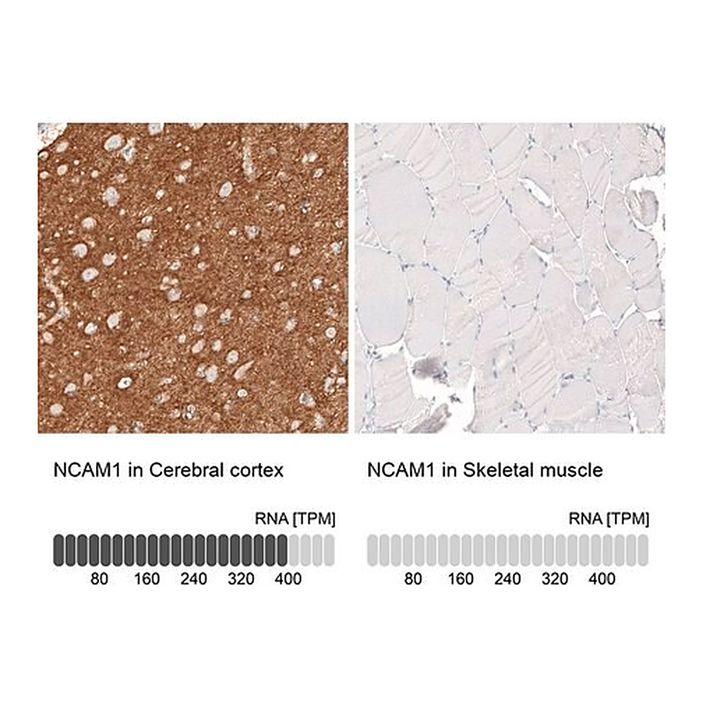 Merck Anti-NCAM1 antibody produced in mouse