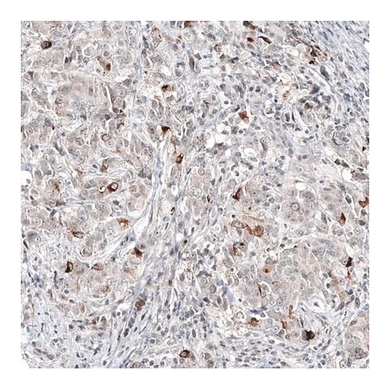 Merck Monoclonal Anti-SCGB2A2 antibody produced in mouse