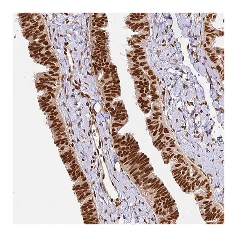Merck Anti-HNRNPA1 antibody produced in rabbit