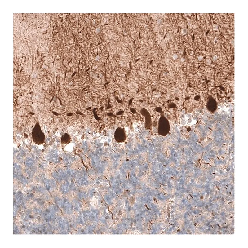Merck Monoclonal Anti-PCP4 antibody produced in mouse