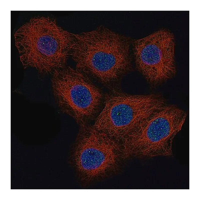 Merck Monoclonal Anti-CCND1 antibody produced in mouse