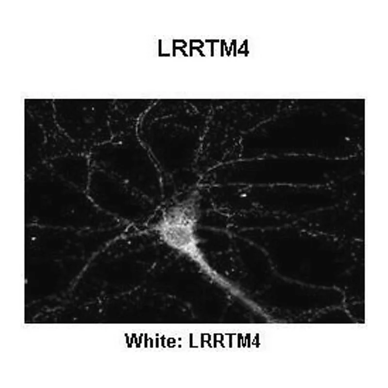 Merck Anti-LRRTM4 antibody produced in rabbit