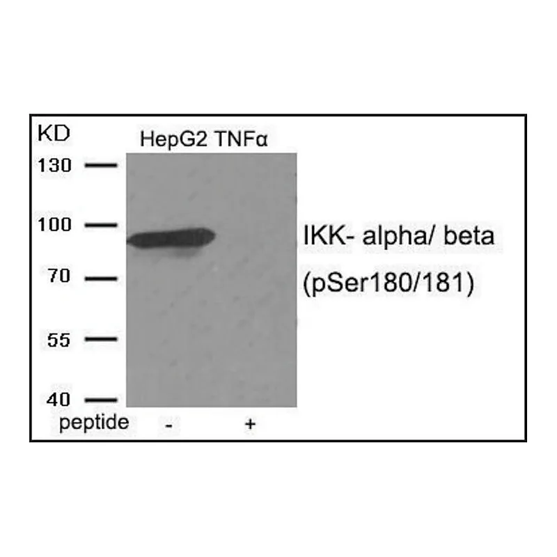 Merck Anti-phospho-IKK-alpha/beta (pSer180/181) antibody produced in rabbit