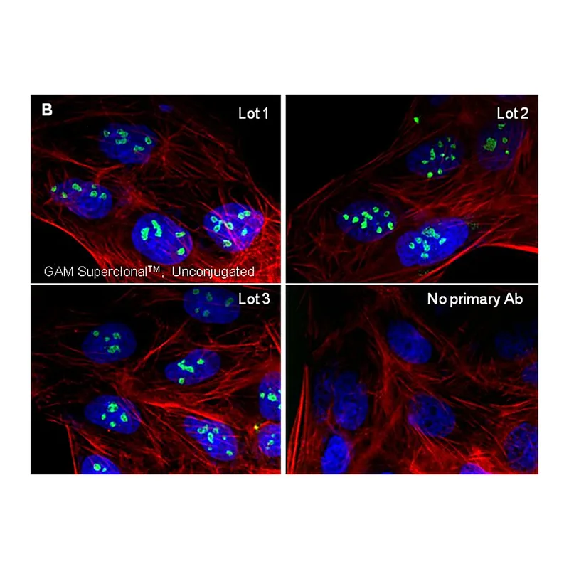 Thermo Fisher Scientific Goat anti-Mouse IgG (H+L) Superclonal Secondary Antibody