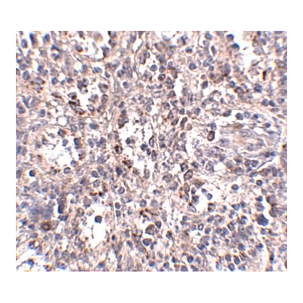 Merck Anti-SCARB1 antibody produced in rabbit