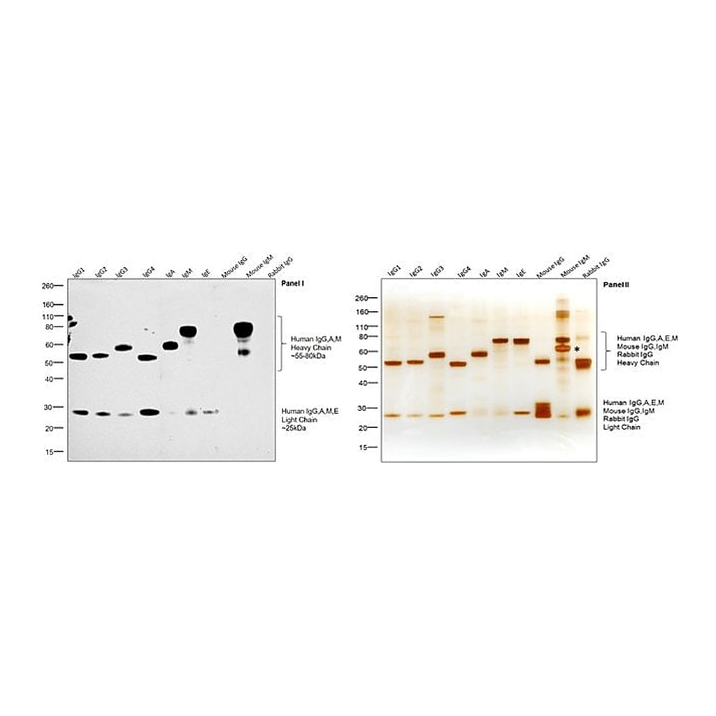 Thermo Fisher Scientific Rabbit anti-Goat IgG F(ab`)2 Secondary Antibody, HRP