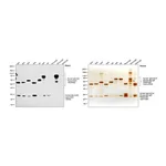 Thermo Fisher Scientific Rabbit anti-Goat IgG F(ab`)2 Secondary Antibody, HRP