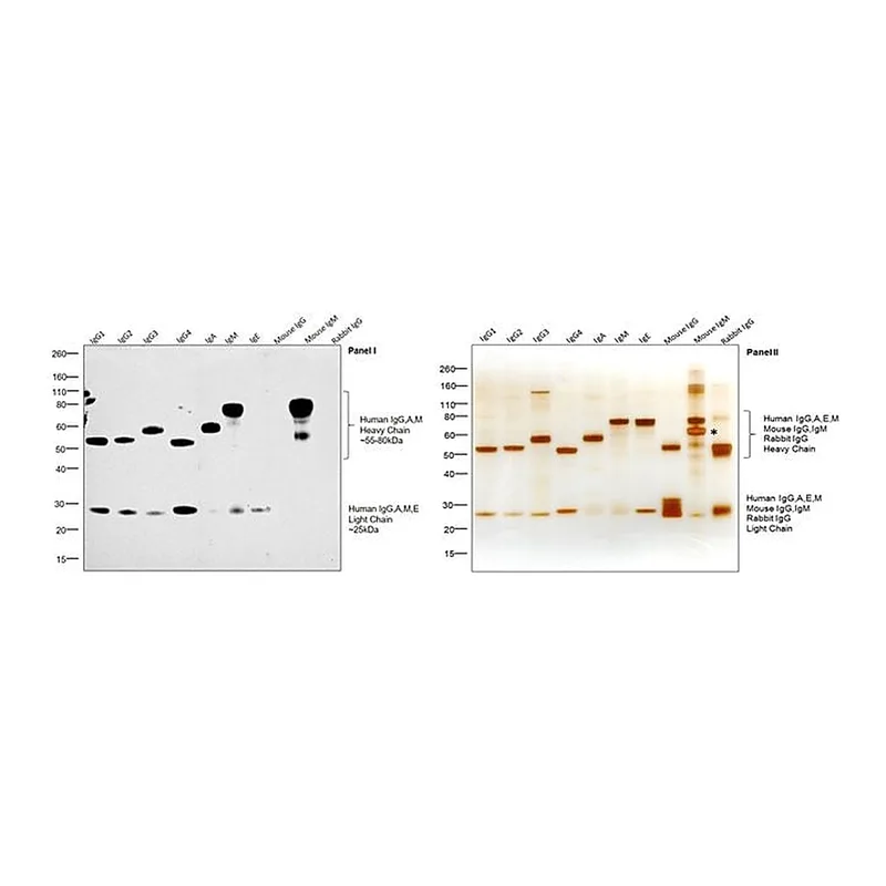Thermo Fisher Scientific Rabbit anti-Goat IgG F(ab`)2 Secondary Antibody, HRP