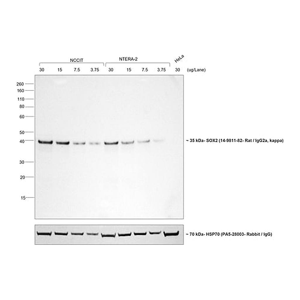 Thermo Fisher Scientific Goat anti-Rat IgG (H+L) Secondary Antibody, HRP