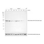 Thermo Fisher Scientific Goat anti-Rat IgG (H+L) Secondary Antibody, HRP