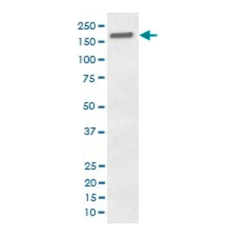 Merck Monoclonal Anti-EGFR (phospho Y1173) antibody produced in rabbit