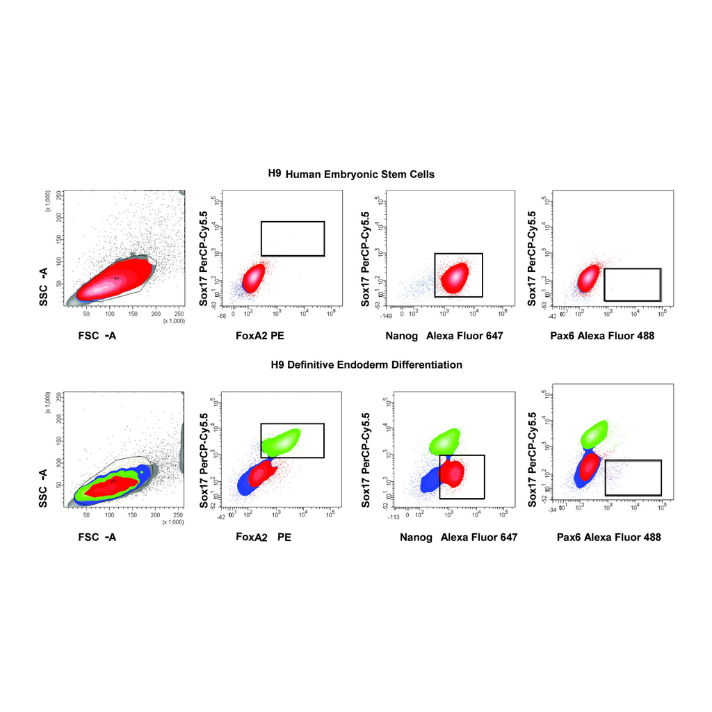 BD Human Definitive and Pancreatic Endoderm Analysis Kit