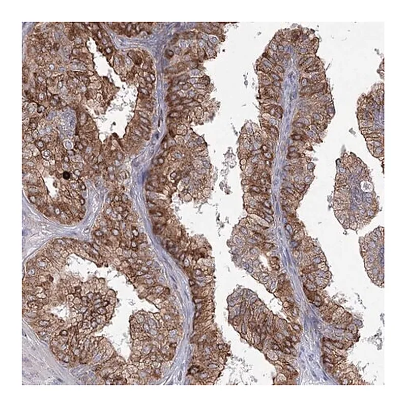 Merck Anti-NHLRC2 antibody produced in rabbit