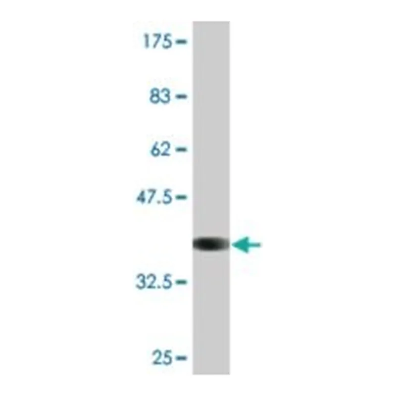 Merck MONOCLONAL ANTI-ATP1B2