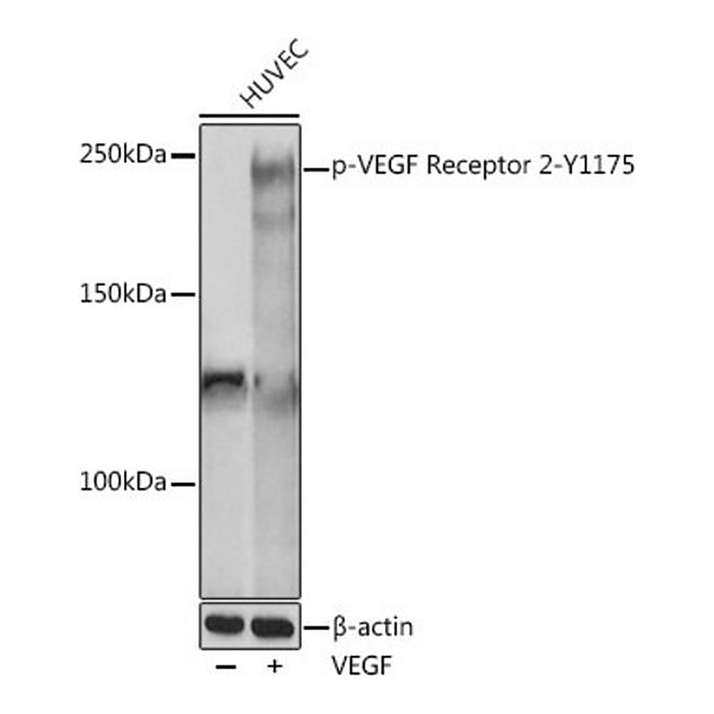 Merck Anti-Phospho-VEGF Receptor 2-Y1175 antibody produced in rabbit