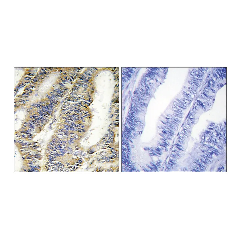 Merck Anti-TNFA antibody produced in rabbit