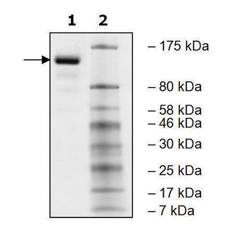 Merck JARID1A human