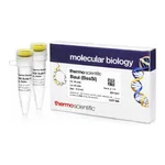 Thermo Fisher Scientific BauI (BssSI) (10 U/μL)
