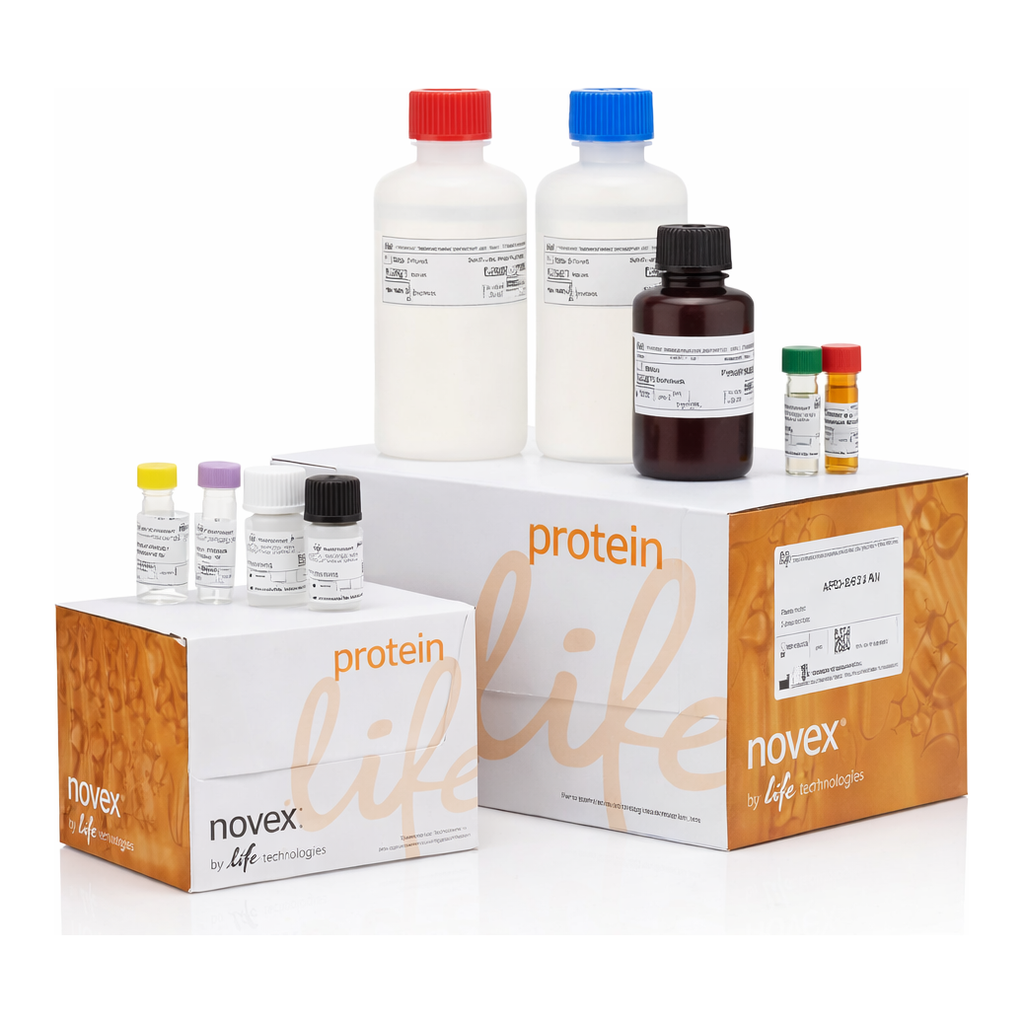 Thermo Fisher Scientific APO BrdU (TUNEL) Kit
