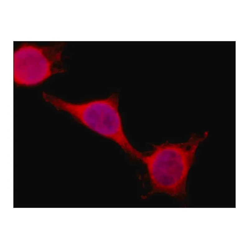 Merck Anti-PSPC1 (C-terminal) antibody produced in rabbit