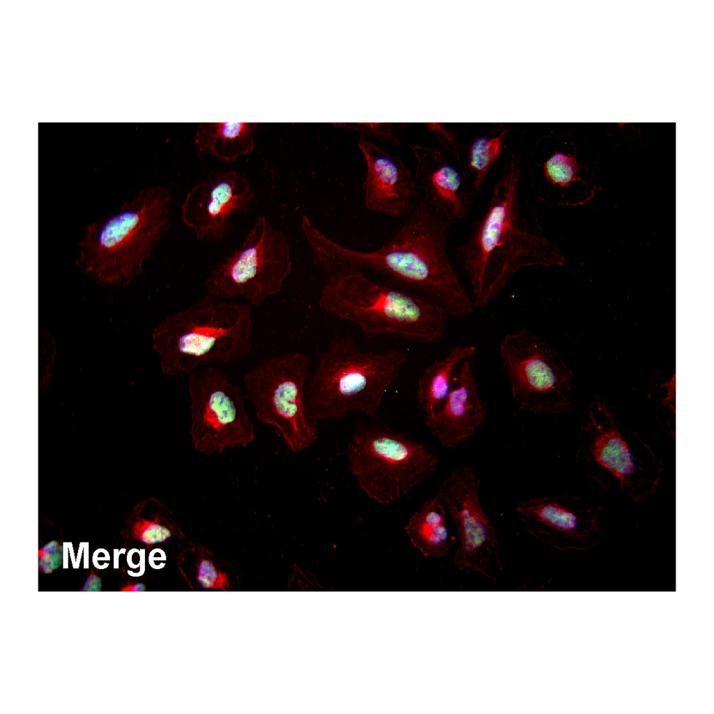 BD BV480 Goat Anti-Rabbit IgG